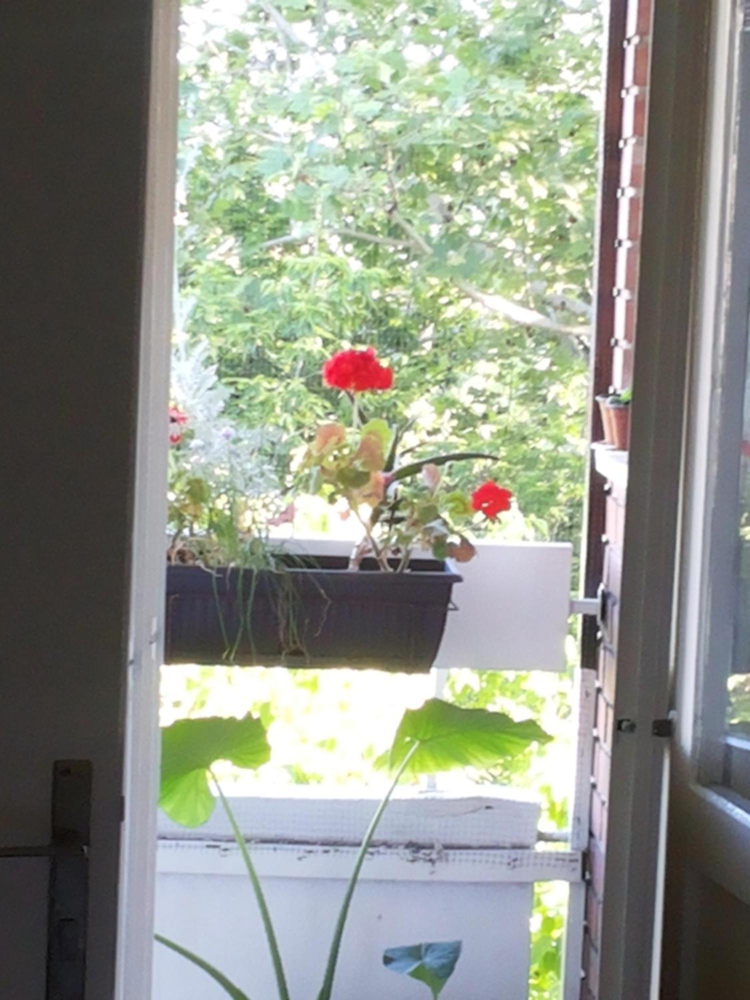 B&B Girasole Novi Sad Cameră foto